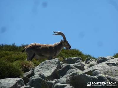 La Mira - Los Galayos (Gredos);taxus bacata excursiones cerca madrid singles madrid grupos